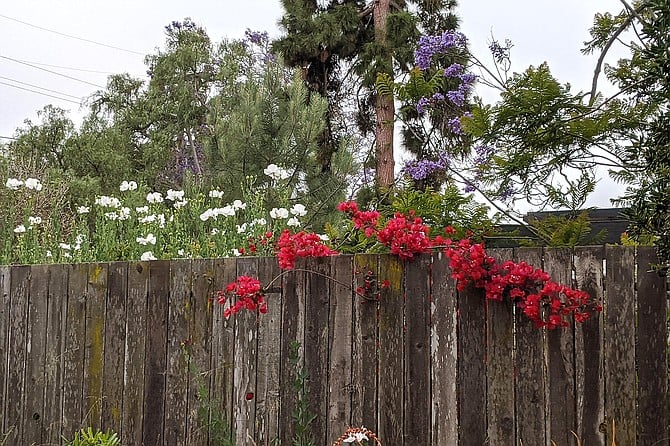 Bougainvillea, jacaranda, and maltilija poppies team up to create a colorful view in a Point Loma backyard, a tribute to our upcoming Fourth of July holiday.