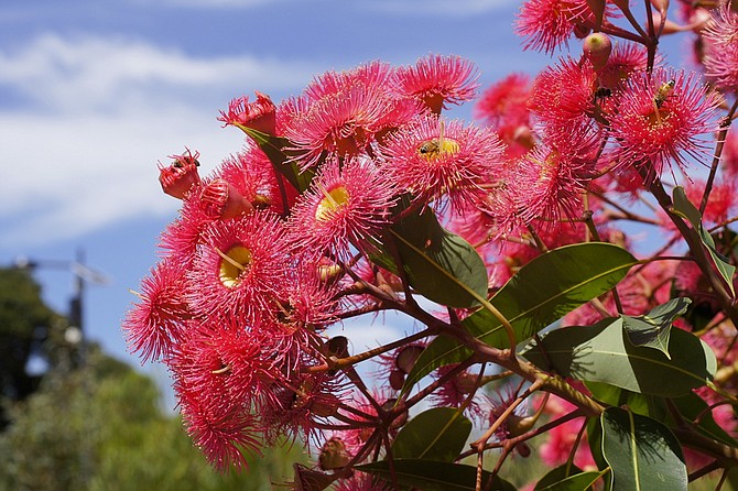 Red Flowering Gum (Corymbia ficifolia) flowers are followed by urn-shaped fruits that remain on the tree for a year.