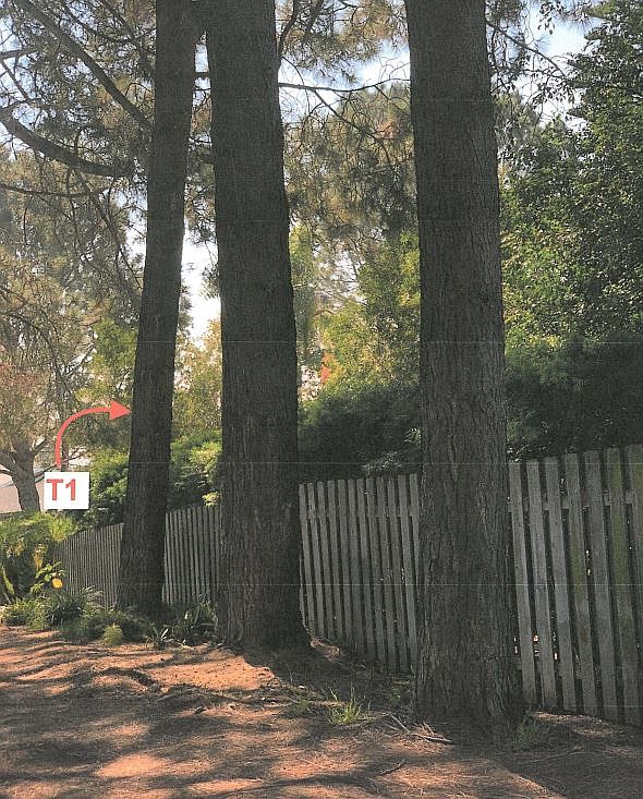 A planned retaining wall along the property's edge may involve trimming some of the trees’ roots.