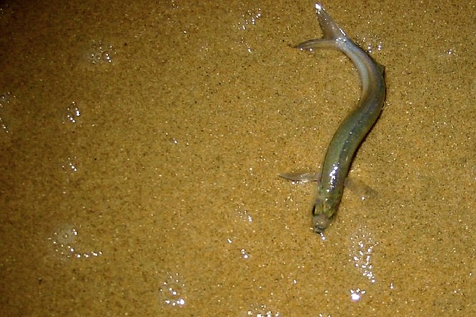 Grunion may be taken by hand only. No holes may be dug in the beach to entrap them.