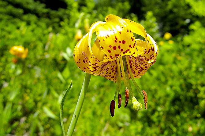 The Columbia Lily, also native to California and similarly to the Humboldt, grows well in clay heavy soils.
