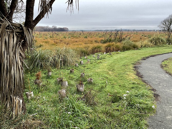 The Travis Wetlands outside Christchurch New Zealand, unchanged for 1000 years?