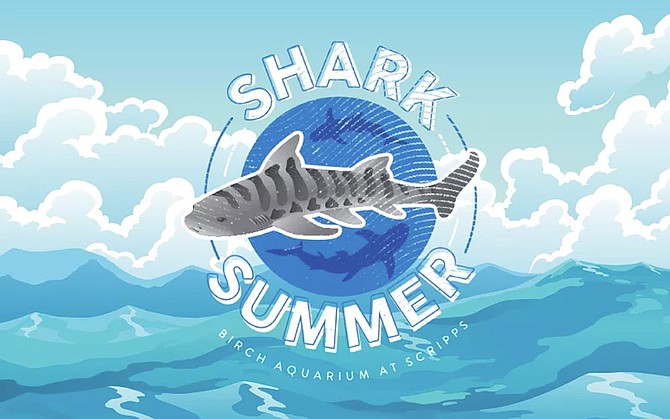 Shark Summer celebrates the vital role sharks play in the ecosystem, while shining a light on the important conservation work and research being done to protect them.