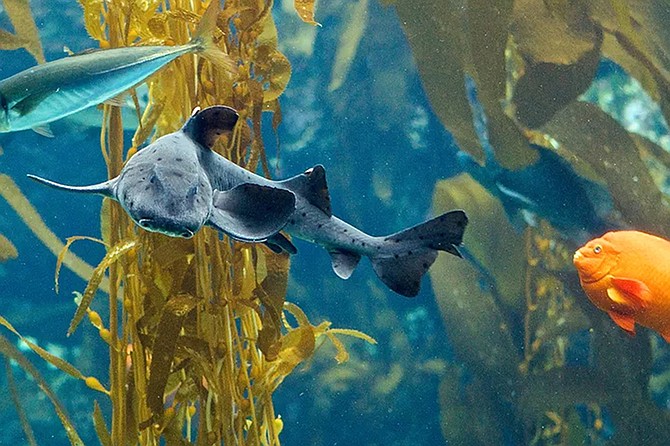 Catch Shark Feedings and Kelp Forest Dives, trivia nights, weekend activations and more throughout the month.