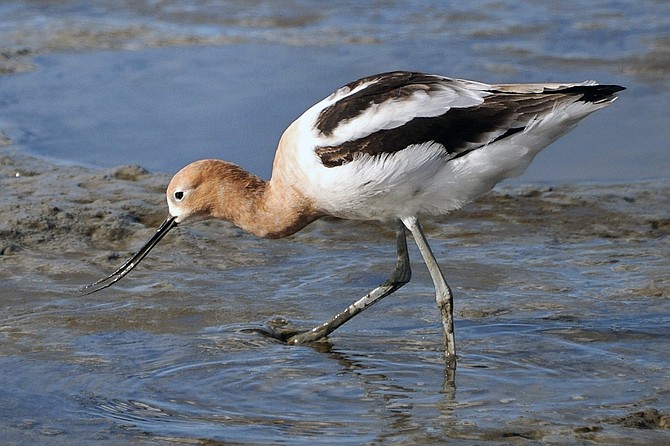 The American Avocet feeds by sweeping its bill from side to side just under the top layer of sediment.