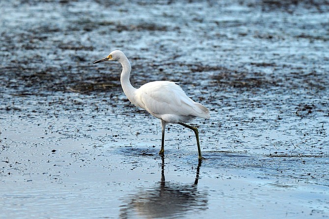 Snowy Egrets appear to be dancing when they shuffle their feet to stir up prey in the sediment.