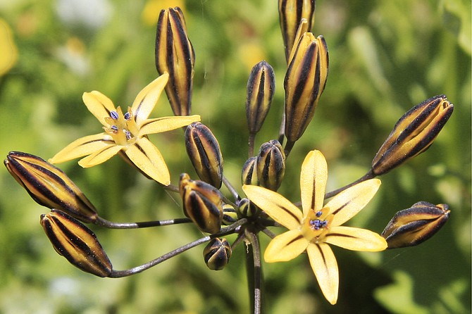 Prettyface(Triteleia ixioides) is native to Central California but grows well in most San Diego gardens.