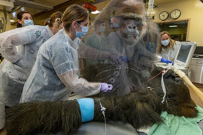 A specialized spiritograph captures the moment that the 52-year-old gorilla’s soul shuffled off this mortal coil and slipped the surly bonds of earth. Born in the wild in 1972, Winston euphemistically came under the care of a private owner in England before being remanded to the Zoo in 1984. “No cage can hold him now,” said Paula Primatophile, a spokeswoman for People for the Ethical Treatment of Animals. “He served his time, though he committed no crime, and now he’s free to roam the Big Jungle in the Sky.”