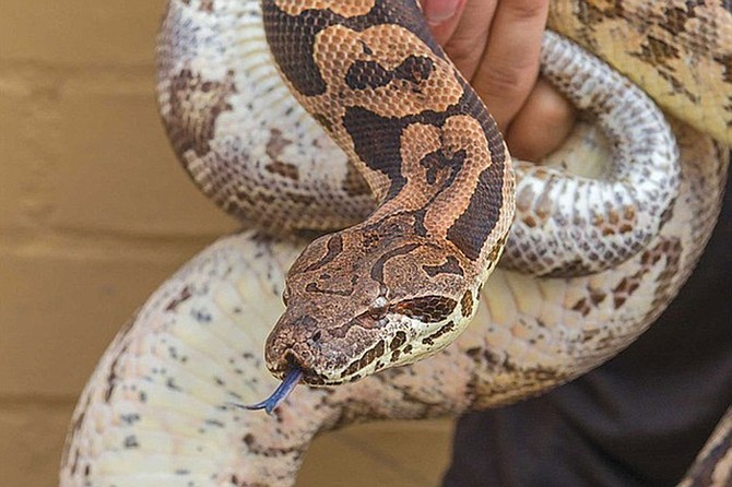 Meet some of San Diego's favorite venomous and non-venomous snakes