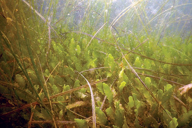 Caulerpa invading native San Diego Bay eelgrass.