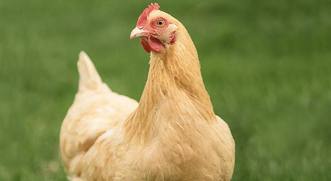 Buff Orpington, a breed that "tends to be quieter"