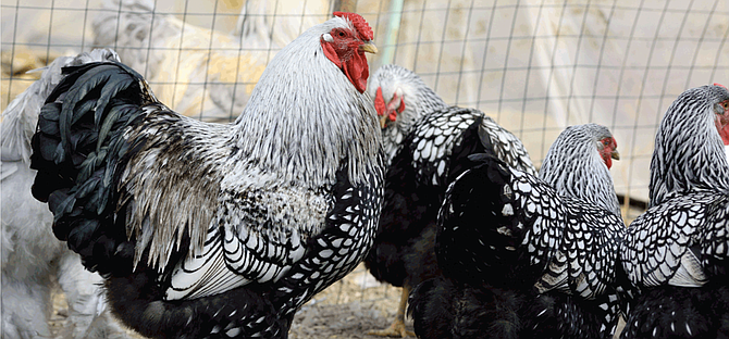 The only city to permit roosters is Encinitas.