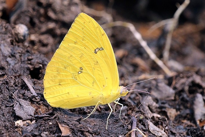 The lifespan of the Cloudless Sulfur Butterfly is only 2-4 weeks.