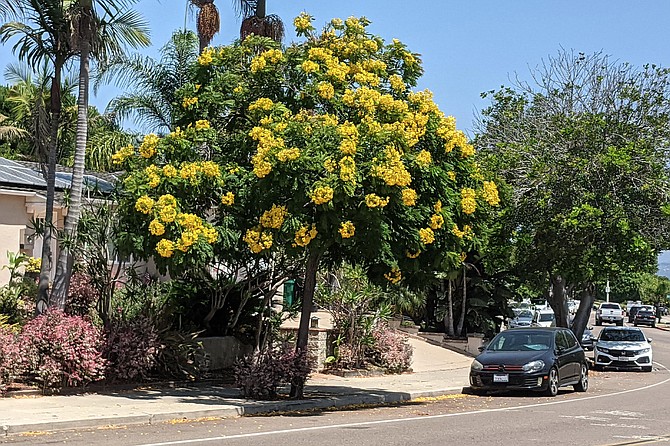 The Gold Medallion tree is blooming all over San Diego.