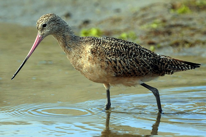 This Marbled Godwit looks for a meal along the shores of the Famosa Slough.