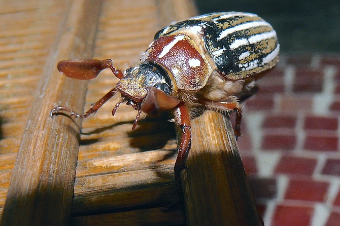 The Ten-lined June Beetle will make a hissing sound when touched or disturbed.