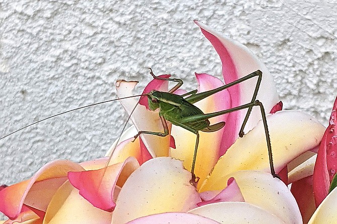 A Mexican Bush Katydid munches on a plumeria flower.