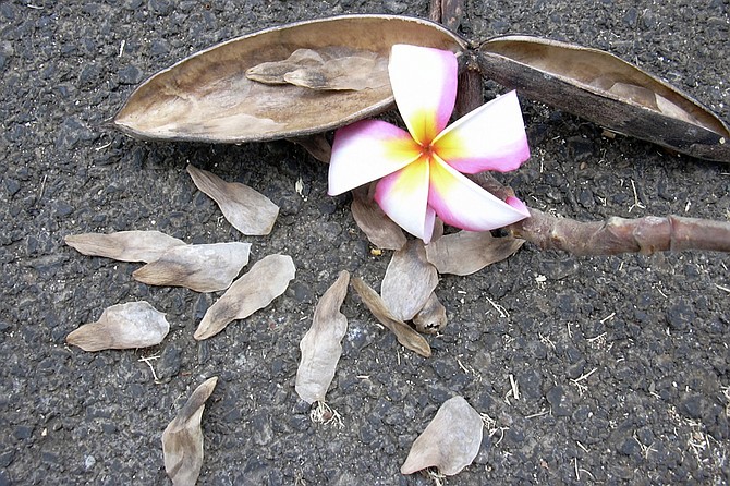 Plumeria seed pods will darken, dry out, split and drop viable seeds in 8-10 months.