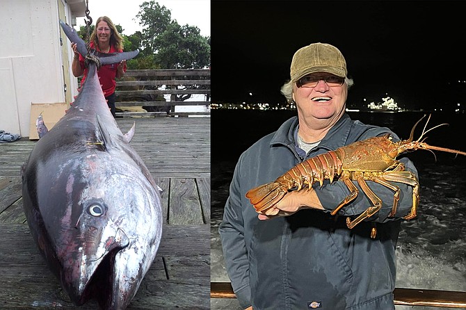 (left): World record holder Donna Pascoe with her massive 907-pound Pacific bluefin tuna. Yes, this is the same species that we catch off the west coast.
(right): A slow first night of hooping on the Alicia did produce this large spiny lobster with a total of four lobster kept and 35 rock crab. The Alicia will be running hoop trips through the season.