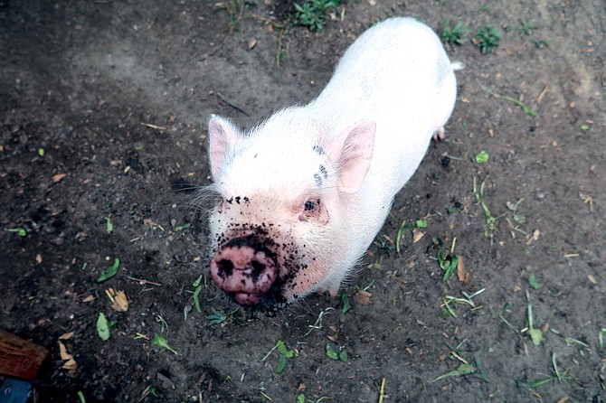 There was a Center had a pig and Bingo was his name-oh...