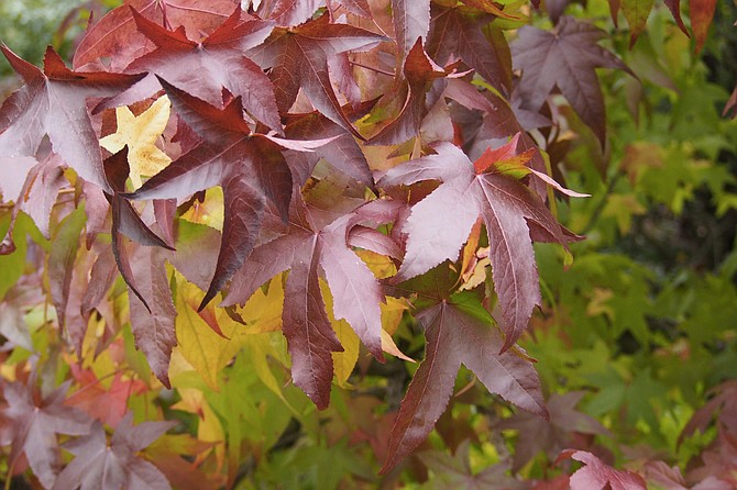 The gum resin, excreted from the wounds of the Sweet Gum can be chewed on like chewing gum and was also believed to be a cure for sciatica.