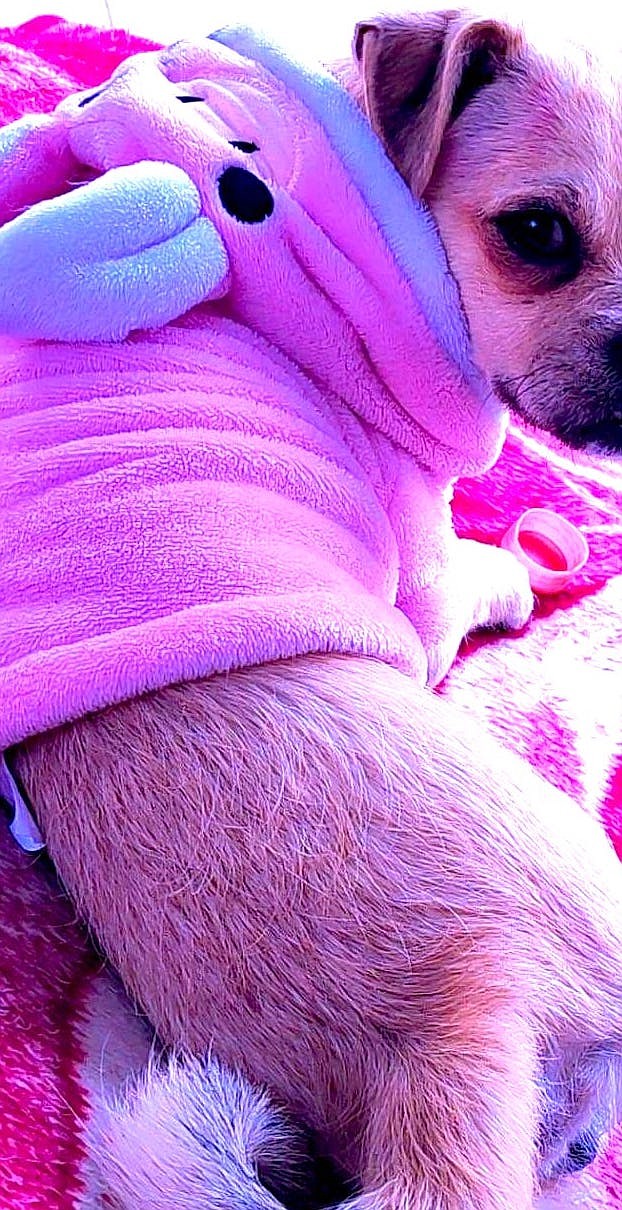 In Tijuana someone reportedly driving a blue Chevy Tahoe stole a small pug-chihuahua mix named Percy.
