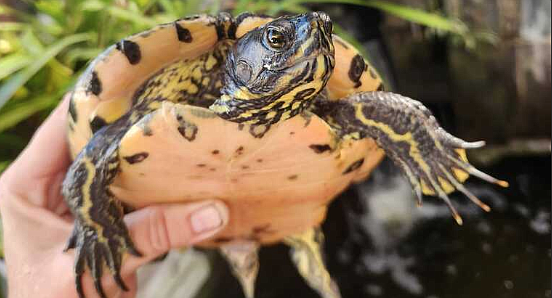 Six large turtles were stolen from the Good Vibrations Sanctuary on September 27.