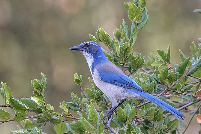 Guided Bird Walk