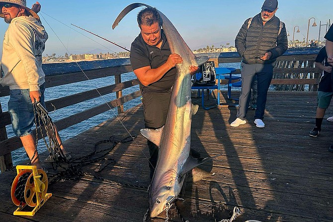 This good-sized thresher shark caught from Imperial Beach Pier had to be hauled up by a pier gaff.