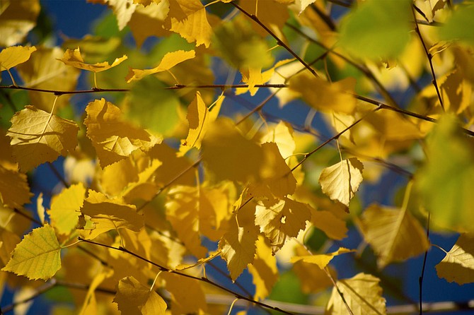 local Cottonwood trees are still hanging on to their yellow and orange leaves.