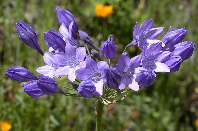 Ithuriel’s Spear(Triteleia laxa) is a common wildflower, native to California, but can also be found in Southwestern Oregon.