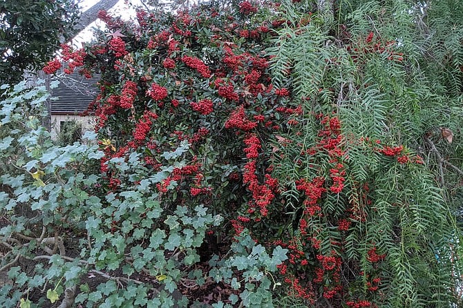 Toyon berries can bring a little holiday color to any local landscape.