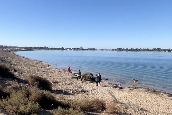 In March, a dog reportedly died after ingesting rat poison allegedly left on Fiesta island.
