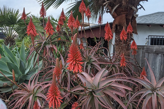 Candelabra Aloe blooms in late fall through early winter, from December to February.