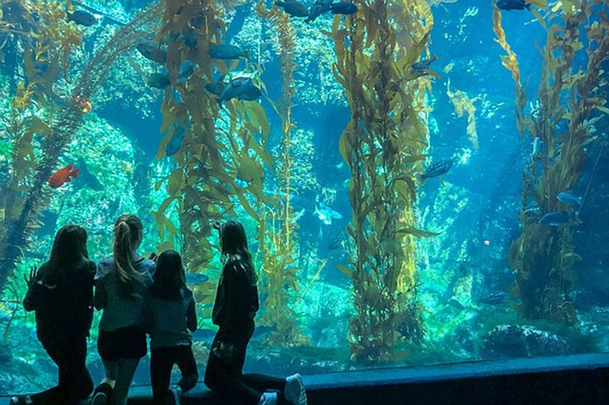 A Season Of Play features the great marine life that Birch Aquarium is known for, along with Riveropolis and catch the tail end of the sock skating rink as the holidays wrap up.