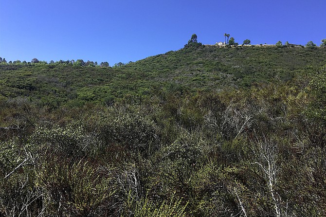 A chaparral covered canyon in Rancho Penasquitos still remains green despite our slow rainy season.