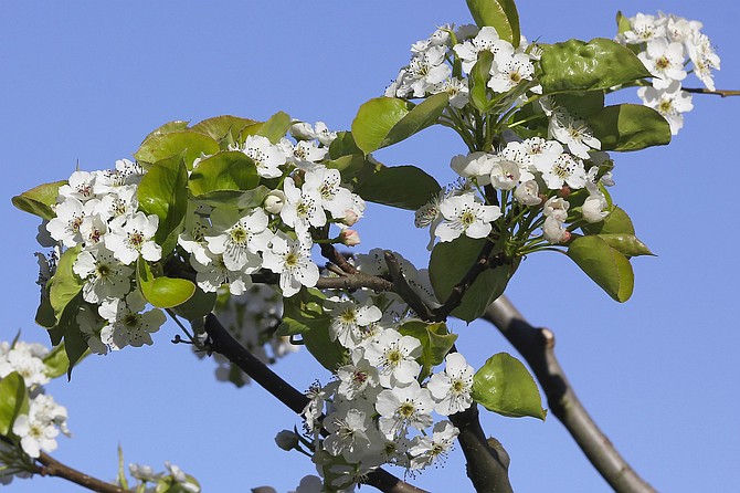 Bradford Pear blossoms have an odor often compared to rotting fish; the smell attracts flies as the primary pollinators rather than bees.