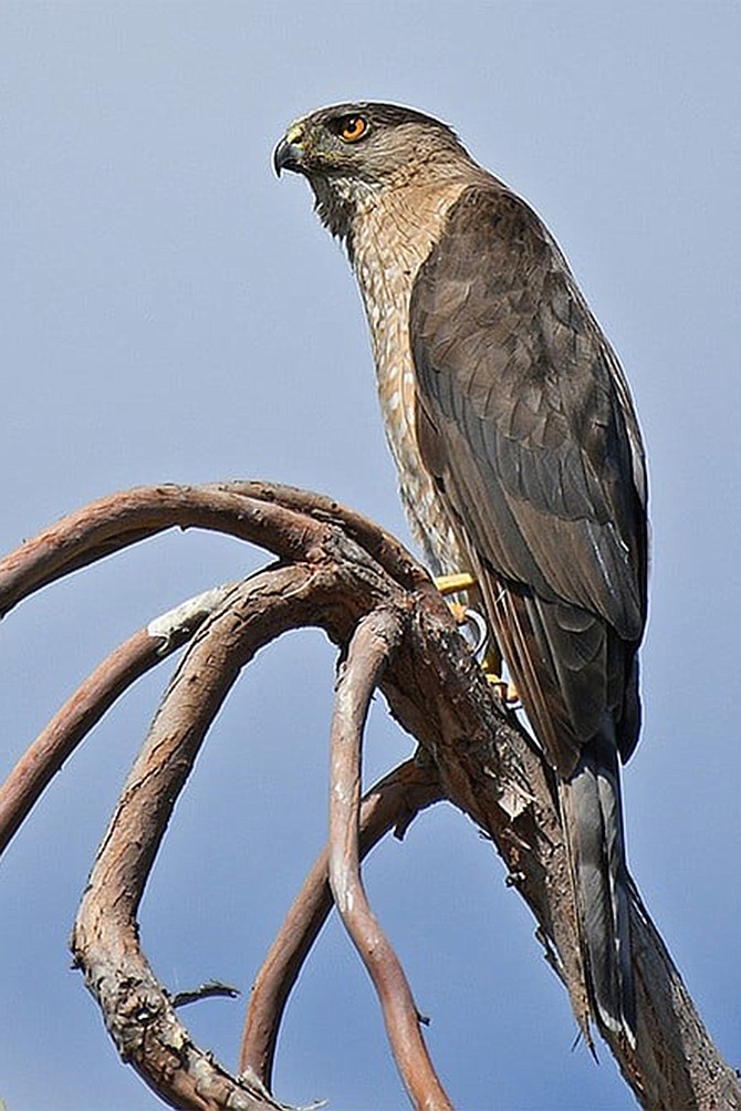 Discover some of the many resident and migratory birds in different areas of Mission Trails park.