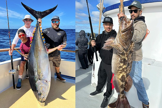 (left): Hefty yellowfin tuna caught aboard the Intrepid during their long-range trip off the southern tip of Baja
(right): Nice lingcod caught aboard the Tribute during one of their seasonal their 1.5-day Colinet trips.