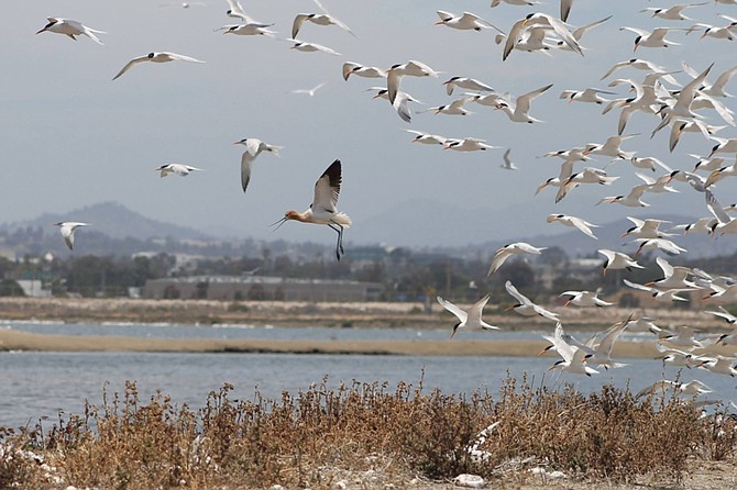 It's a great weekend to observe and identify winter migratory birds at the San Diego Bay National Wildlife Refuge.