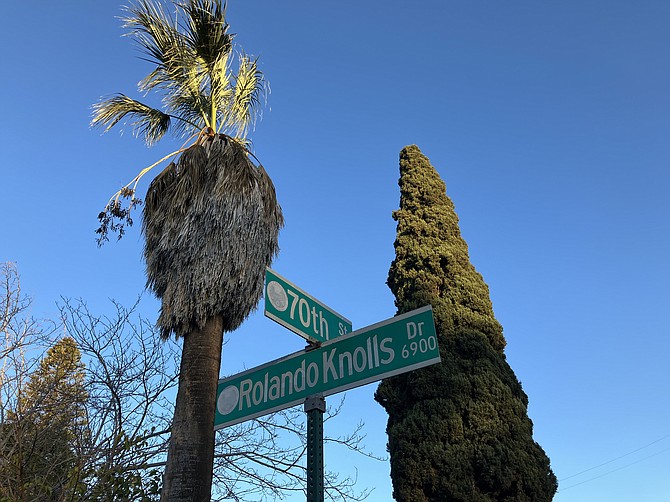 Palms and pines, living in harmony on our own candy cane lane.