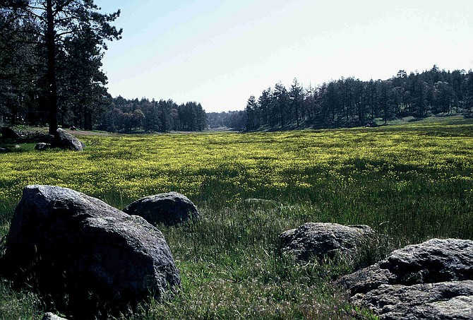 Cleveland National Forest meadow