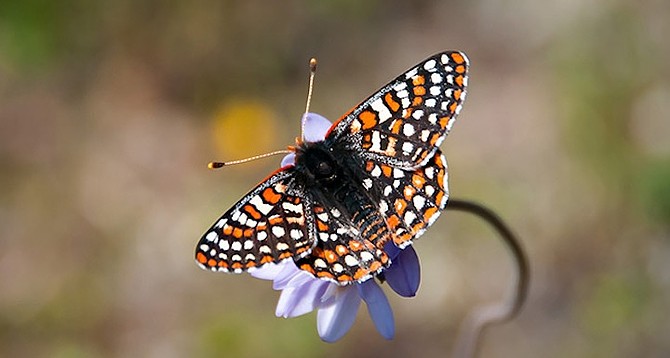 Quino checkerspot butterfly