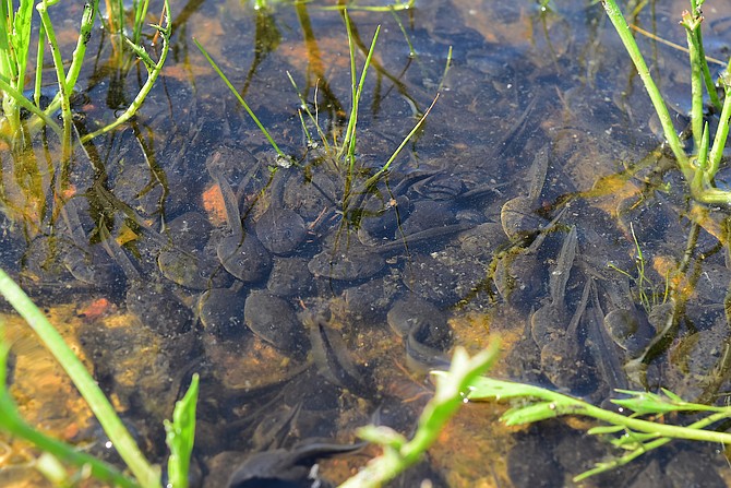 Western spadefoot tadpoles
