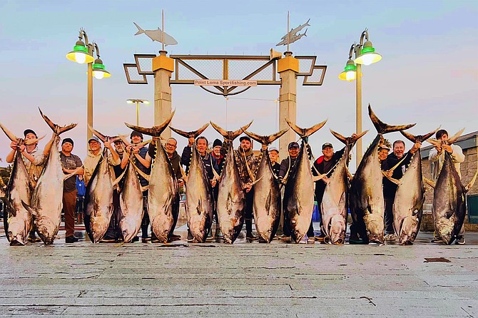 Nice lineup of cow yellowfin tuna caught aboard the Intrepid during a 15-day trip to the southern end of the Baja Peninsula.