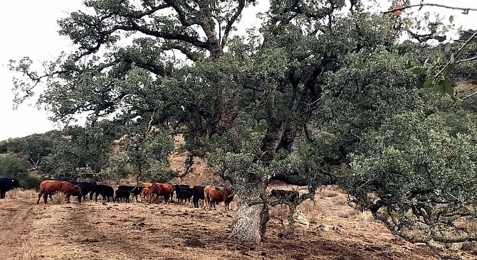 Cattle have helped ward off the sprawl which has ravaged the ranches of Rancho Bernardo, Scripps, Otay, and Penasquitos.