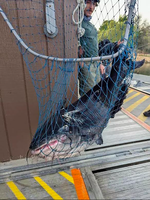 New potential Lake Dixon record 69.4-pound blue catfish caught by angler Elliot Berquist.