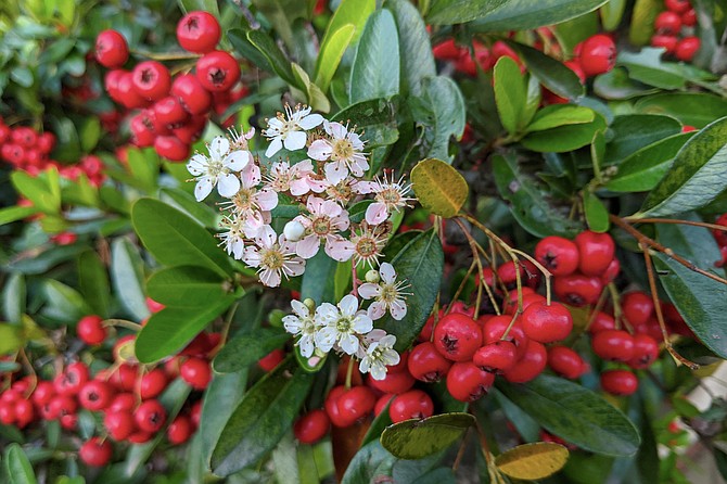 Pyracantha angustifolia, also known as narrowleaf firethorn, slender firethorn, or woolly firethorn was initially considered for the "invasive plants" list in 2006 and again in 2016 but weren't added because the impact and risk from these plants is too low.