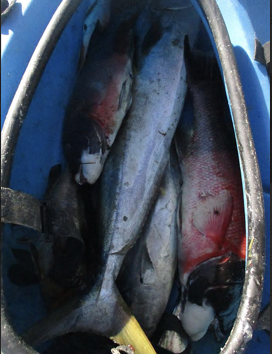 Yellowtail, bonito, calico bass, and a pair of lobsterpot-robbing goats caught by kayak in Baja.