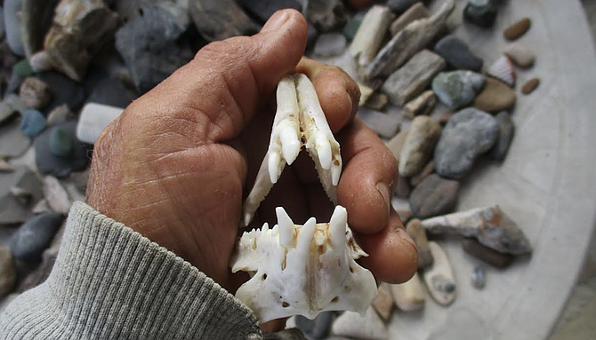 A set of jaws from a modest 8-pound sheephead